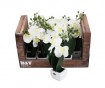 Deko Pflanze Orchidee im Display