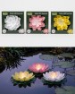 Solar Seerose 18 cm in 3 Farben
