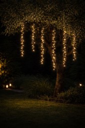 W Lichterkette Goldregen